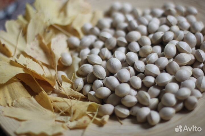 Гинкго билоба Саженцы и сеянцы