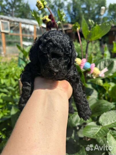 Собаки щенки