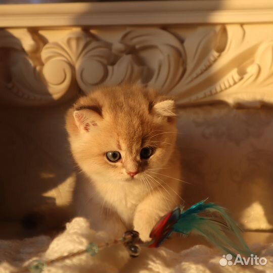 Британские котята