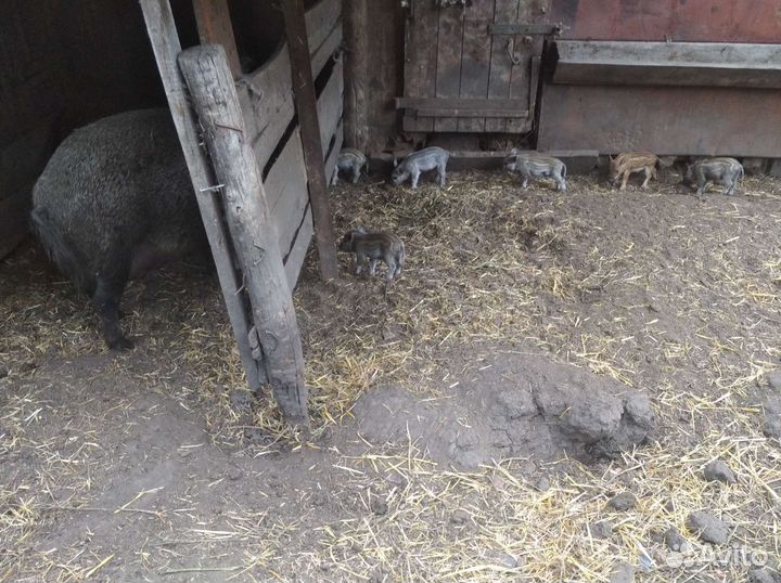 Дикие кабанята