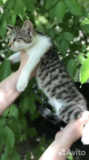 Котенок компаньон добрый и ласковый ищет дом в дар