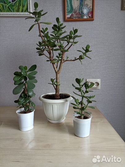 Денежное дерево толстянка