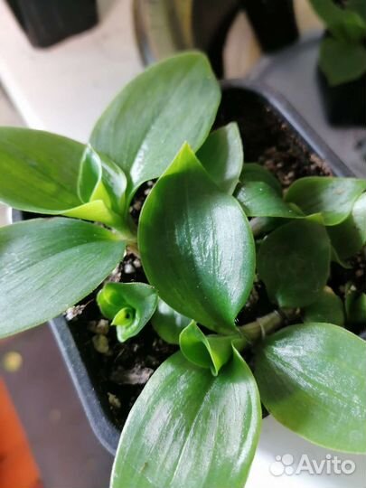 Традесканция