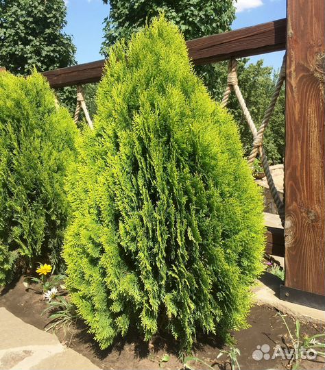 Туя смарагд, туя брабант, туя книжка