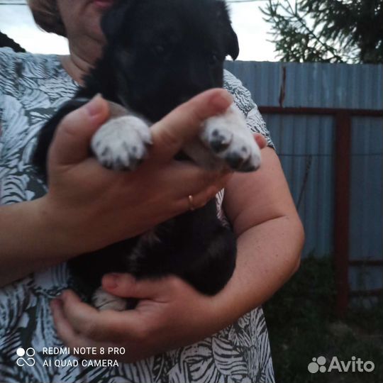 Собака в добрые руки щенки