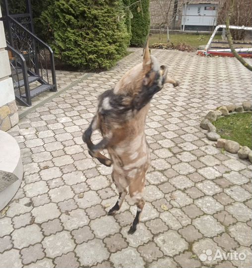 Нубийский козел