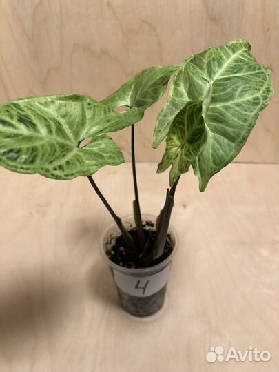 Сингониумы сортовые