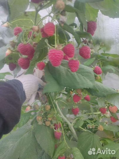 Саженцы летней и ремонтантной малины