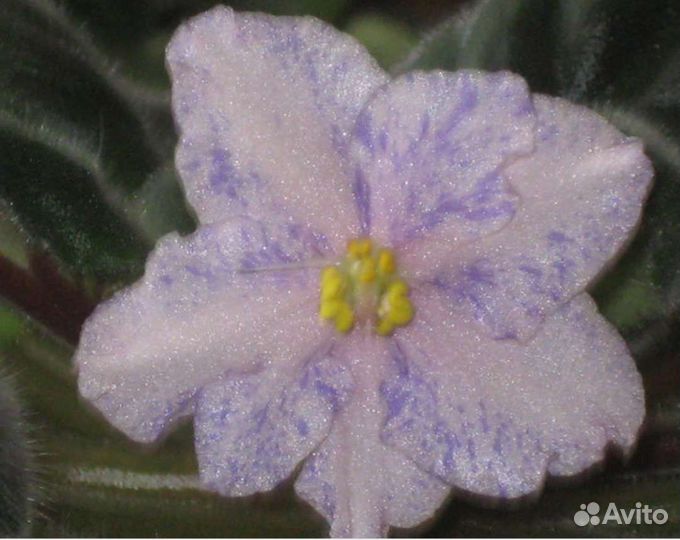 Укорененные черенки фиалок, некоторые с детками