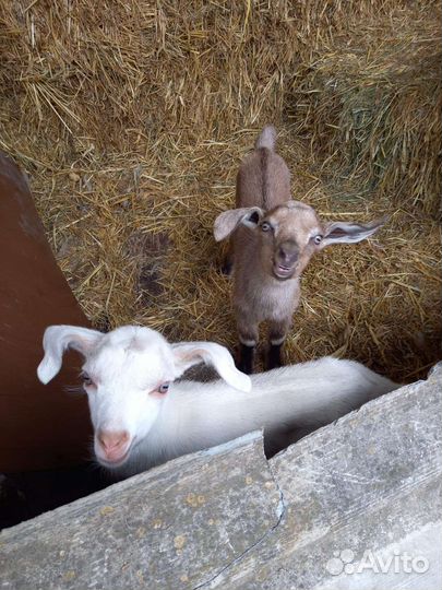 Продажа коз