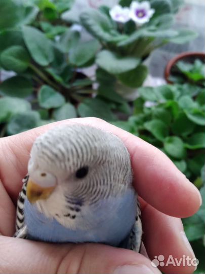 Волнистые попугайчики вместе с клетками