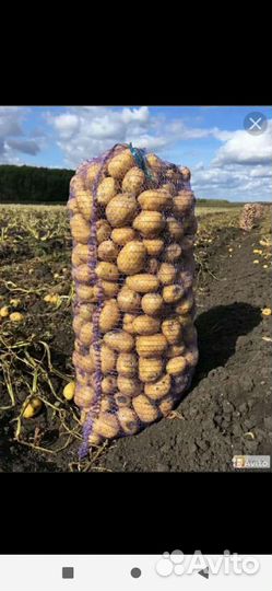 Картофель с доставкой