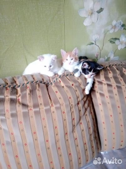 Котята в добрые руки