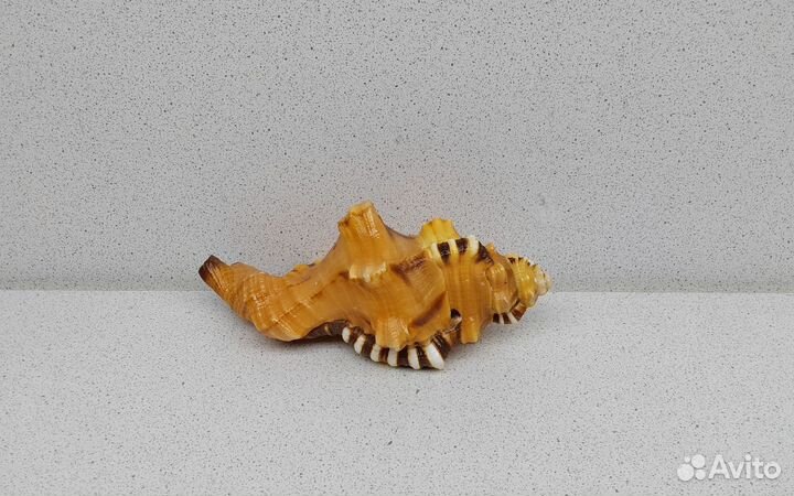 Циматиум Лоториум 12,4 морская ракушка раковина