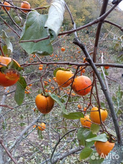 Хурма бычье сердце