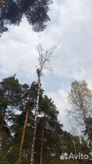 Удаление деревьев