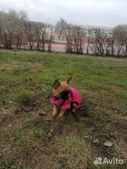 Маленькая собака чихуахуа мини