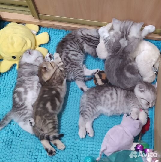 Котята