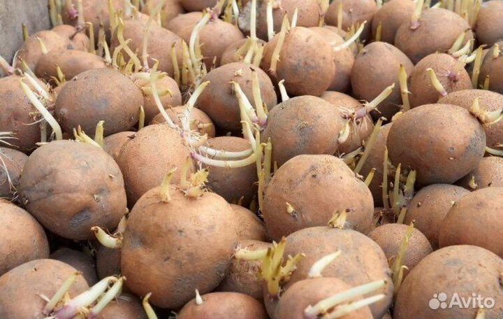 Семенной картофель