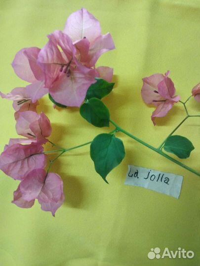 Бугенвиллия