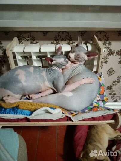 Канадский сфинкс котенок