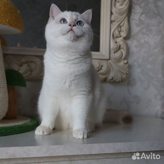 Бритнская голубая золотистая шиншилла поинт мальчи