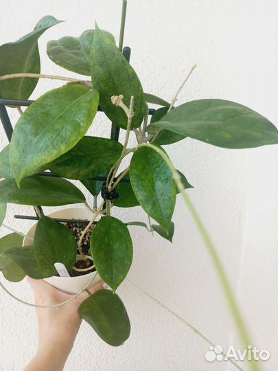 Хойи взрослые