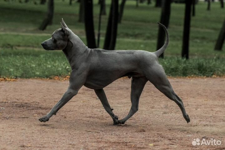 Вязка Тайский Риджбек кобель