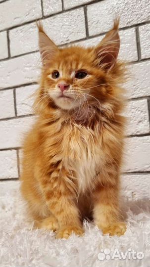 Котята мейн-кун