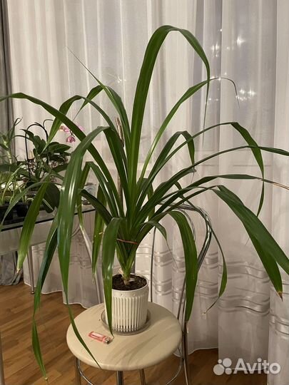 Пальма Панданус Вейча