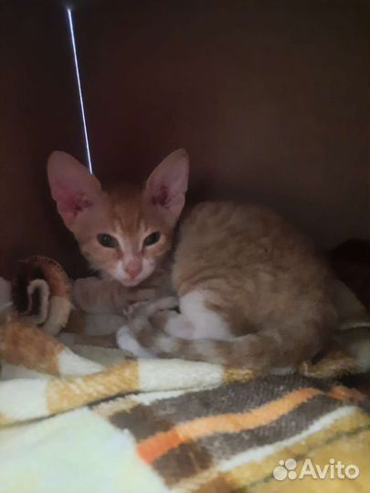 Котята сфинкс