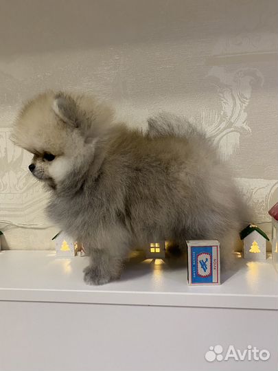 Померанский шпиц мини