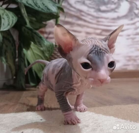 Сфинкс