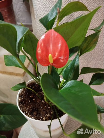 Сортовые антуриумы