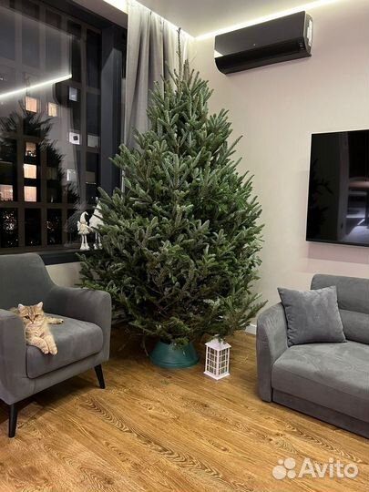 Датская ель, Пихта Нордмана