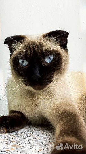 Кошечка потеряла своих хозяев, ищет новых