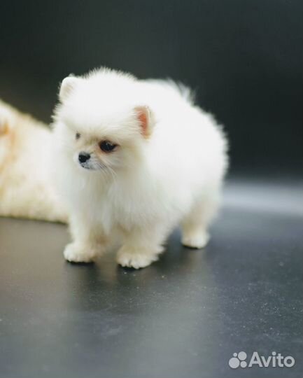 Мальчик померанский шпиц мишки