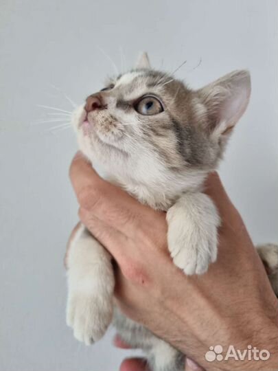 Котик в добрые руки