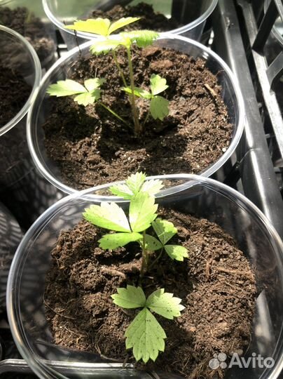 Рассада томата для балкона, земляники