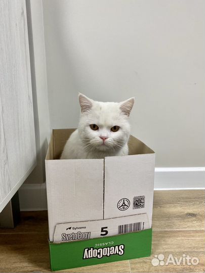 Британский кот в добрые руки