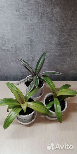 Комнатные цветы