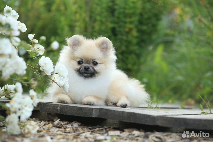 Шпиц девочка эксклюзив mini