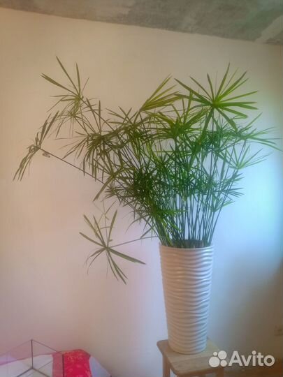 Нильский папирус