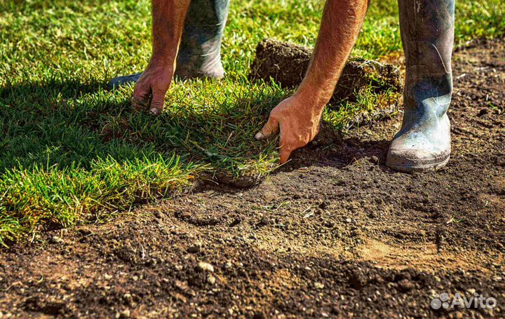 Рулонный газон - газон с укладкой