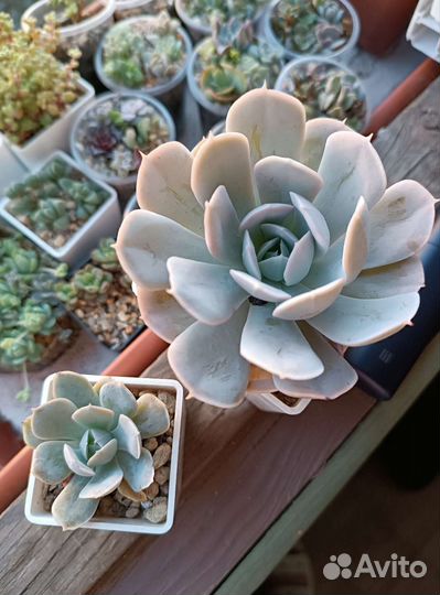Суккуленты 2