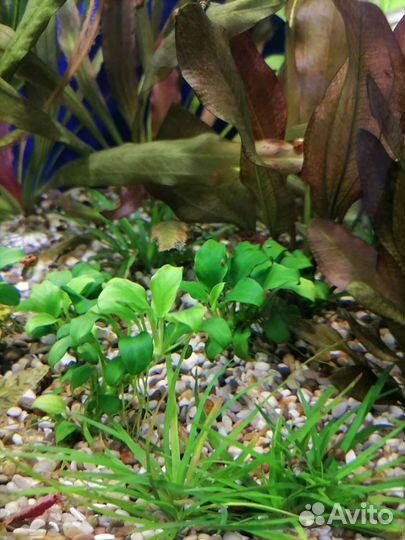 Аквариумные растения:Эхинодорусы и немного другого