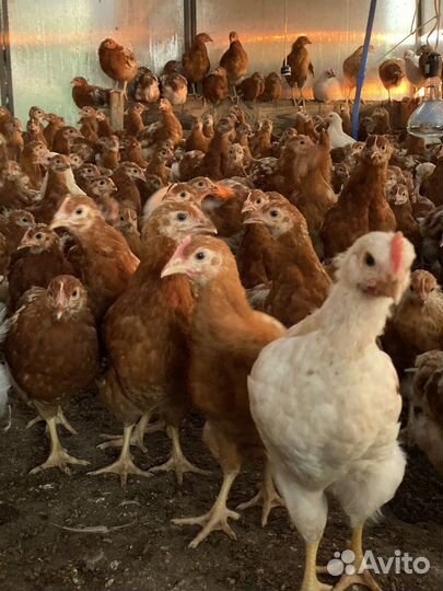 Куры молодки несушки