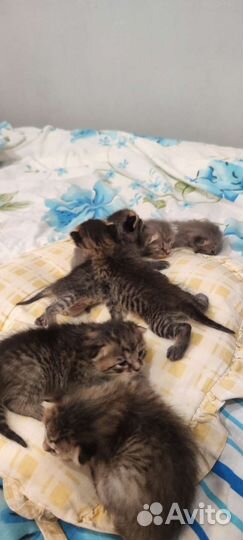 Котята Саванна ф4