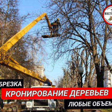 Спил деревьев / расчистка участка