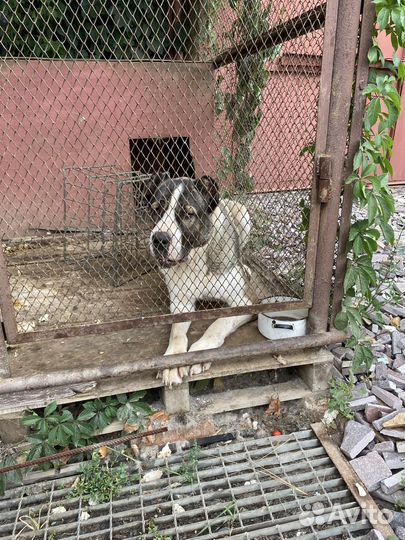 Собака в дар